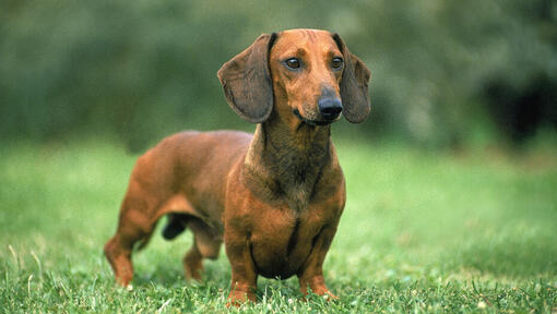 Red smooth shop coat dachshund